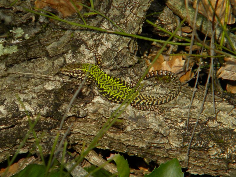 Identificazione Lucertole